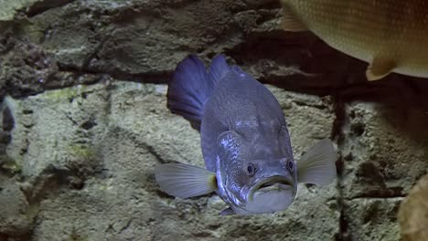 a mekong giant catfish (pangasianodon gigas) rests and other fish swim. full body shot, fixed footage