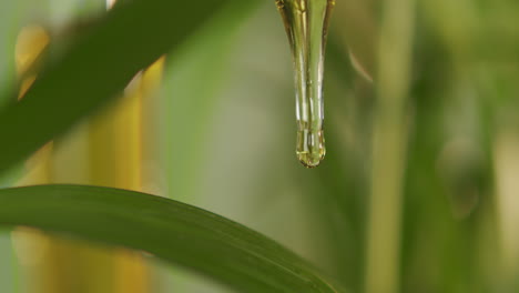 agua de primer plano que gotea de la pipeta en las hojas