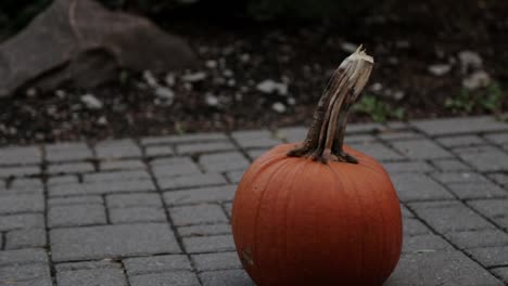 A-Person-Grabs-A-Pumpkin-On-The-Ground---Close-Up-Shot