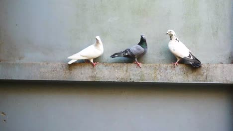 three pigeons on a wall