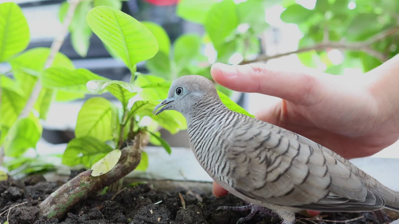 평온한 제브라 비둘기를 만지는 인간의 손.