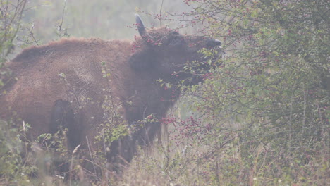 Europäischer-Bison-Bonasus-Bulle-Frisst-Blätter-Aus-Einem-Busch,-Neblig,-Tschechien