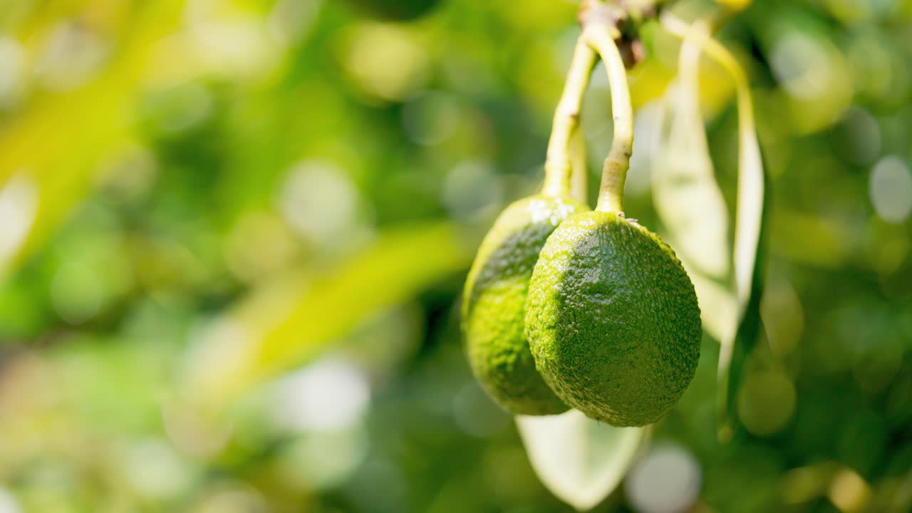 primer plano de aguacates maduros tomando el sol, nueva zelanda