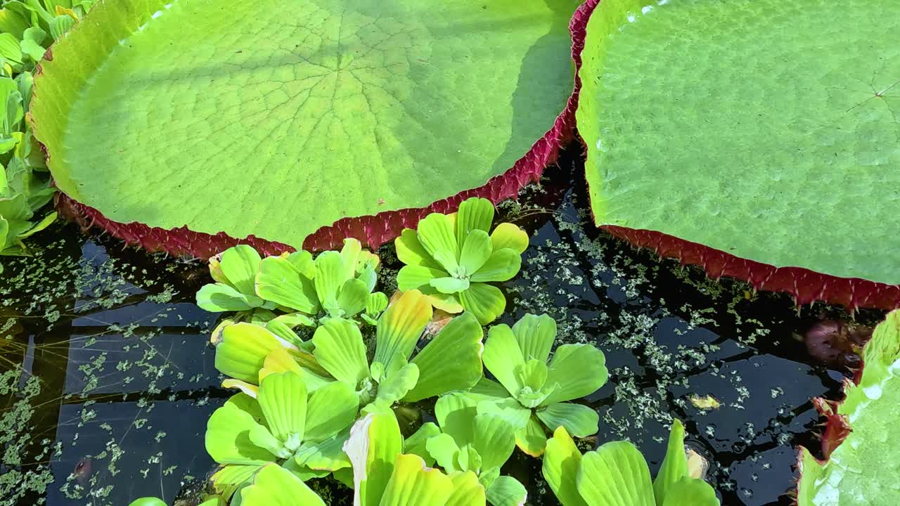 Camera smoothly glides over vibrant Victoria lotus leaves and floating duckweed in a sunlit pond, highlighting lush textures and natural aquatic patterns