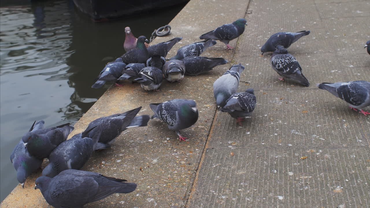 A flock of pigeons feeding on the riverside