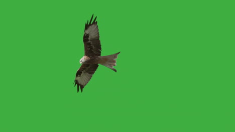 tracking shot of majestic red kite soaring at sky