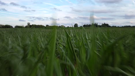 drone flying low through long grass on a field in english countryside
