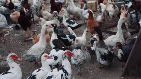 un granjero que pasa por muchos patos y gallinas en una granja ecológica