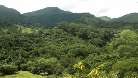 哥斯达黎加的丛林风景