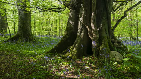 time lapse of bluebells forest during spring time in natural park in ireland