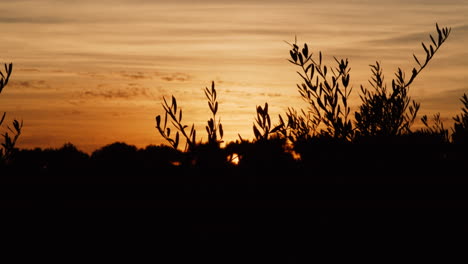 una foto rodante del cielo de una puesta de sol naranja dorada con arbustos de silueta en primer plano