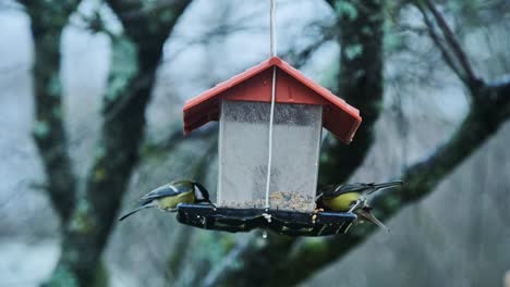 birds sharing food at wooden feeder with red roof, spring rain, slow motion