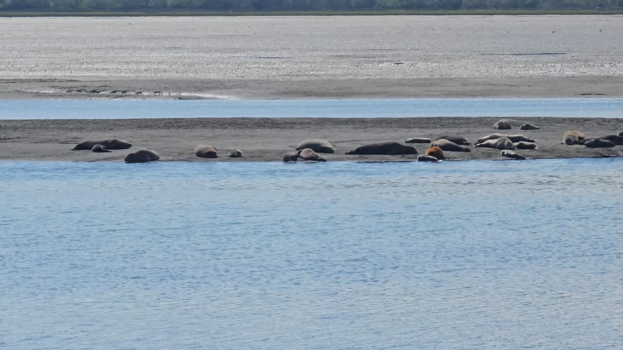 미국 캘리포니아의 볼리나스 라구너 자연 보호구역의 모래에서 빛을 고 있는 해파리