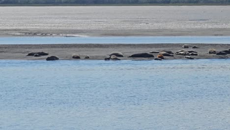 Las-Focas-Toman-El-Sol-Bajo-El-Sol-En-Las-Arenas-De-La-Reserva-Natural-De-La-Laguna-De-Bolinas-En-California,-EE.UU.