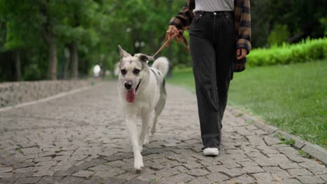 a happy white dog walks with its owner along an alley in the park. walking pets in the park during the day