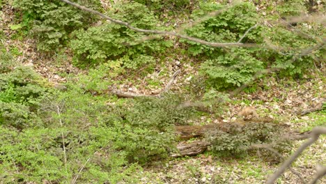 two small red fox kits playing in the underbrush of a hillside,