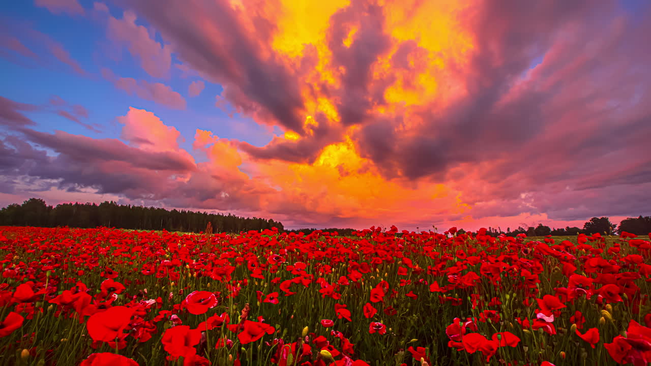 time-lapse de hermosas nubes de color rojo volando sobre un bonito campo de tulipanes rojos durante el atardecer - imágenes de 5k prores