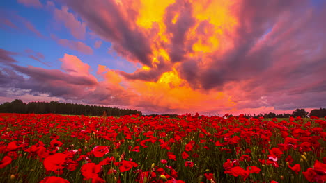 Zeitrafferaufnahme-Wunderschöner-Roter-Wolken,-Die-Bei-Sonnenuntergang-über-Ein-Hübsches-Rotes-Tulpenfeld-Fliegen-–-5K-Prores-Filmmaterial
