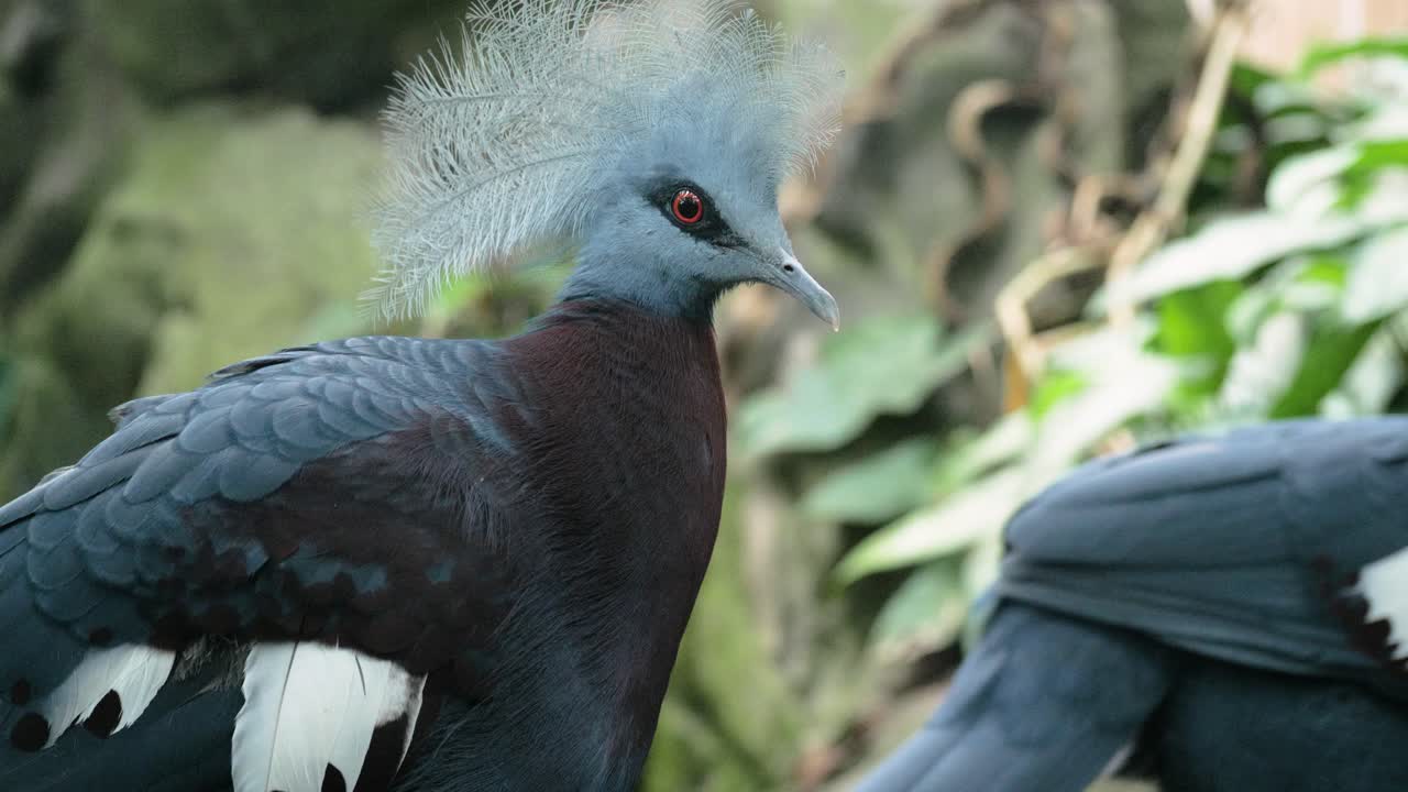 primer plano de dos palomas coronadas del sur