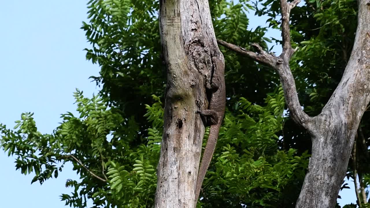 흐린 모니터 도마뱀은 태국과 아시아의 다른 국가에서 발견됩니다.
