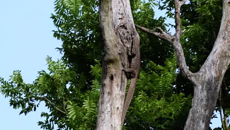 el lagarto monitor nublado se encuentra en tailandia y otros países de asia