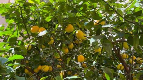 Lemon tree with lemons ready to harvest.