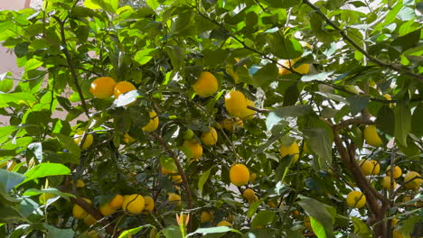 lemon tree with lemons ready to harvest.