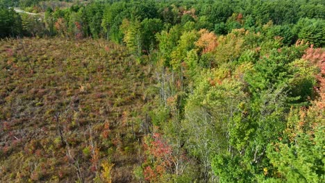 Timber-logging-clear-cut-trees