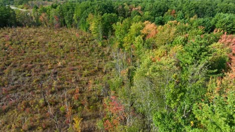 timber logging clear cut trees