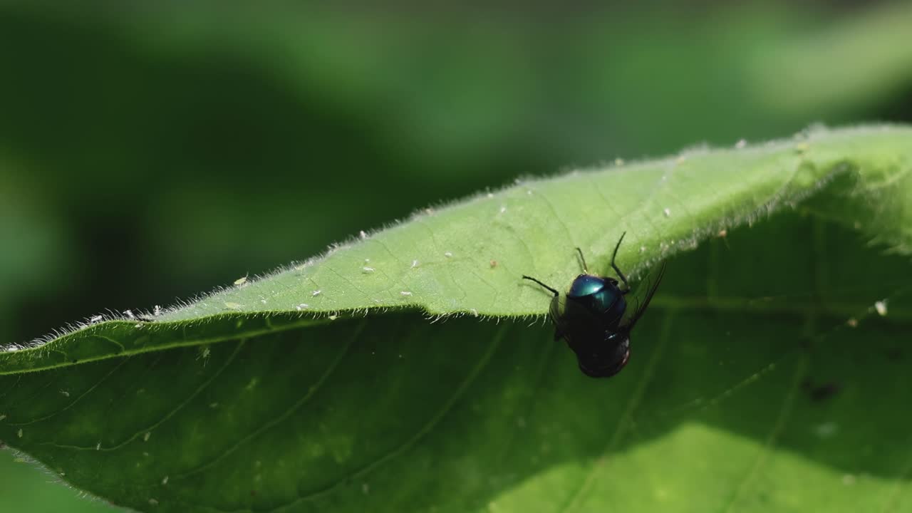 A fly explores the edge of a vibrant green leaf, showcasing its shiny body and delicate wings.