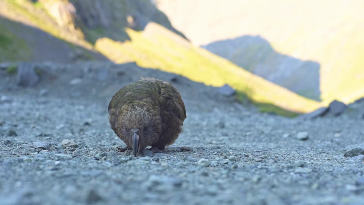 loro de nueva zelanda, kea buscando algo con su pico en la grava