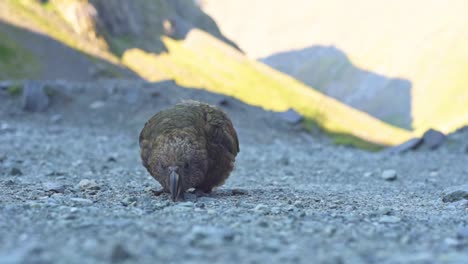 Loro-De-Nueva-Zelanda,-Kea-Buscando-Algo-Con-Su-Pico-En-La-Grava