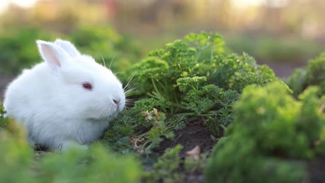 a cute white rabbit in a garden setting