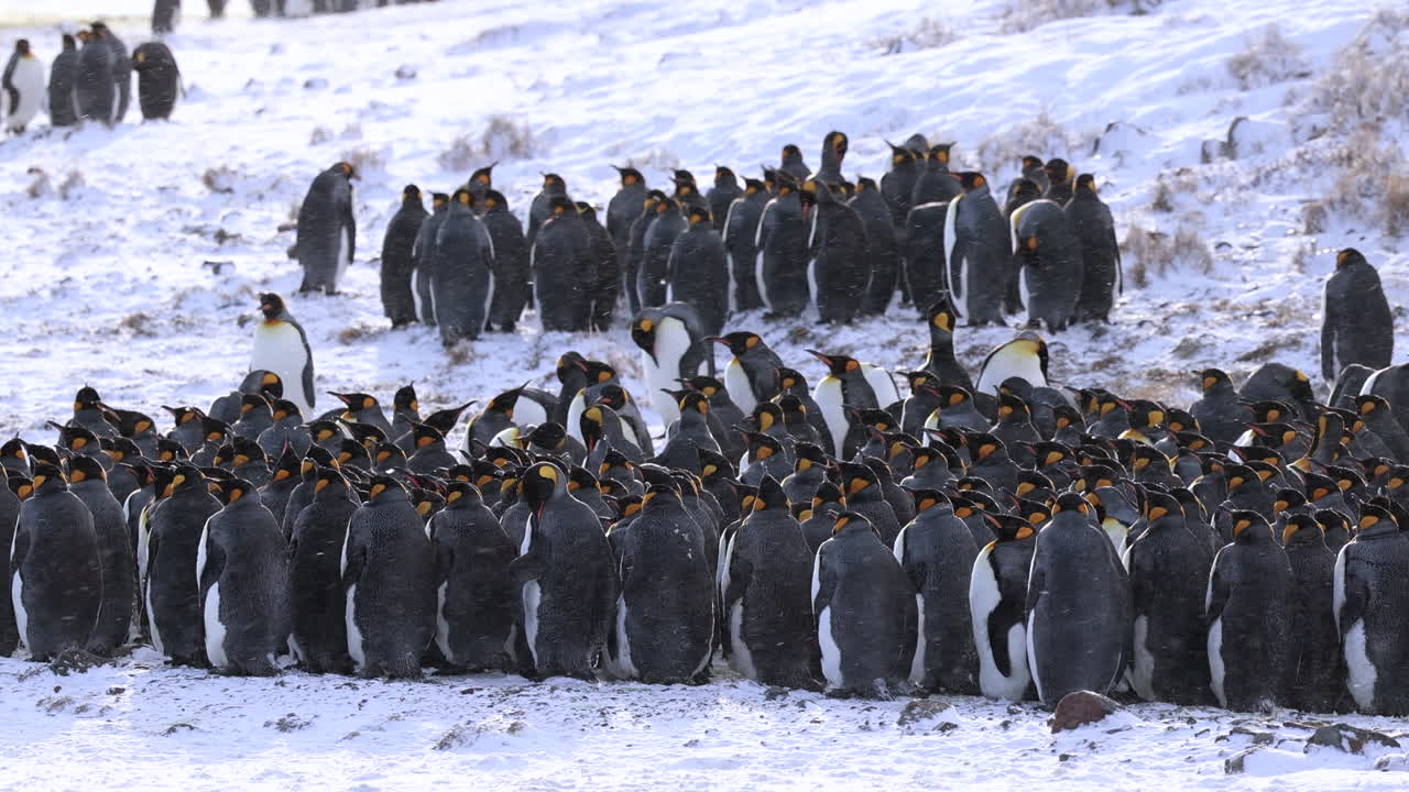 los pingüinos reyes se agrupan en una tormenta de nieve, en el sur de georgia.