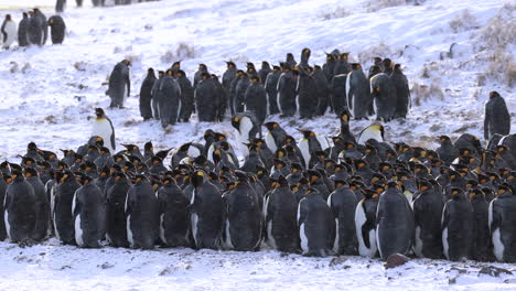 king penguins huddle together in a snow storm, south georgia