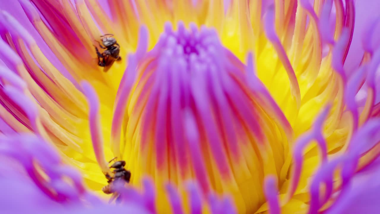 flor de loto púrpura de primer plano con enjambre de abejas en la superficie del agua