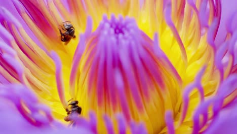 Flor-De-Loto-Púrpura-De-Primer-Plano-Con-Enjambre-De-Abejas-En-La-Superficie-Del-Agua