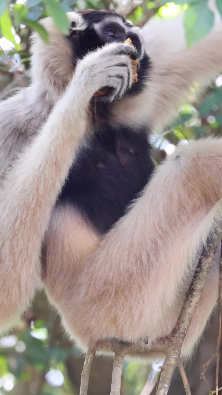 Un gibbone si gode uno spuntino sugli alberi.