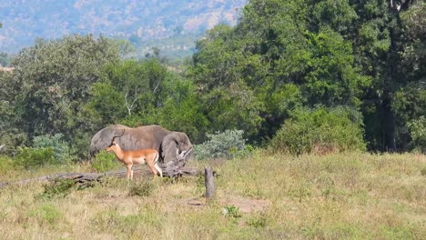 Impala-and-elephant,-side-by-side-portrait