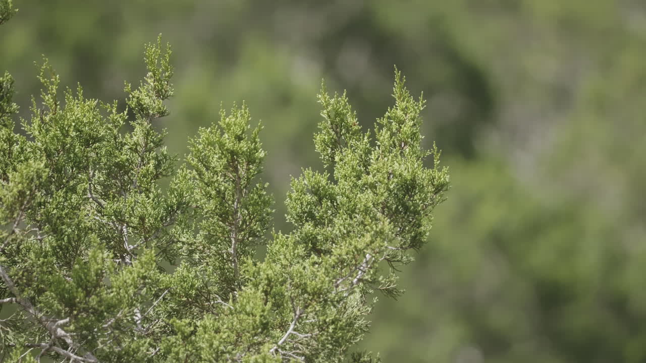 Nature scene of Ash Juniper Tree Details blowing in the wind, protected habitat in Texas Hill Country