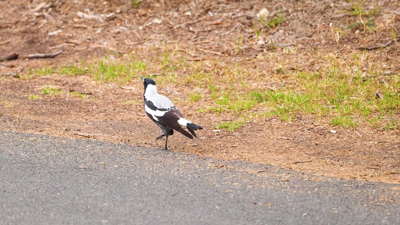 An Australian magpie walks along a rural path in Point Lonsdale, Victoria, under natural daylight, showcasing its distinctive black and white plumage
