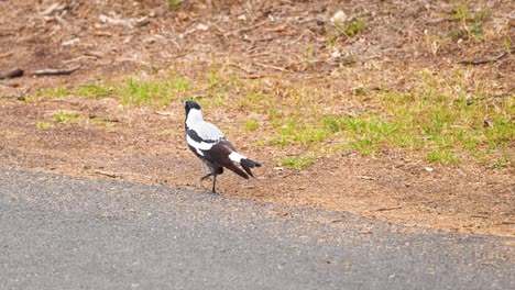 an australian magpie walks along a rural path in point lonsdale, victoria, under natural daylight, showcasing its distinctive black and white plumage