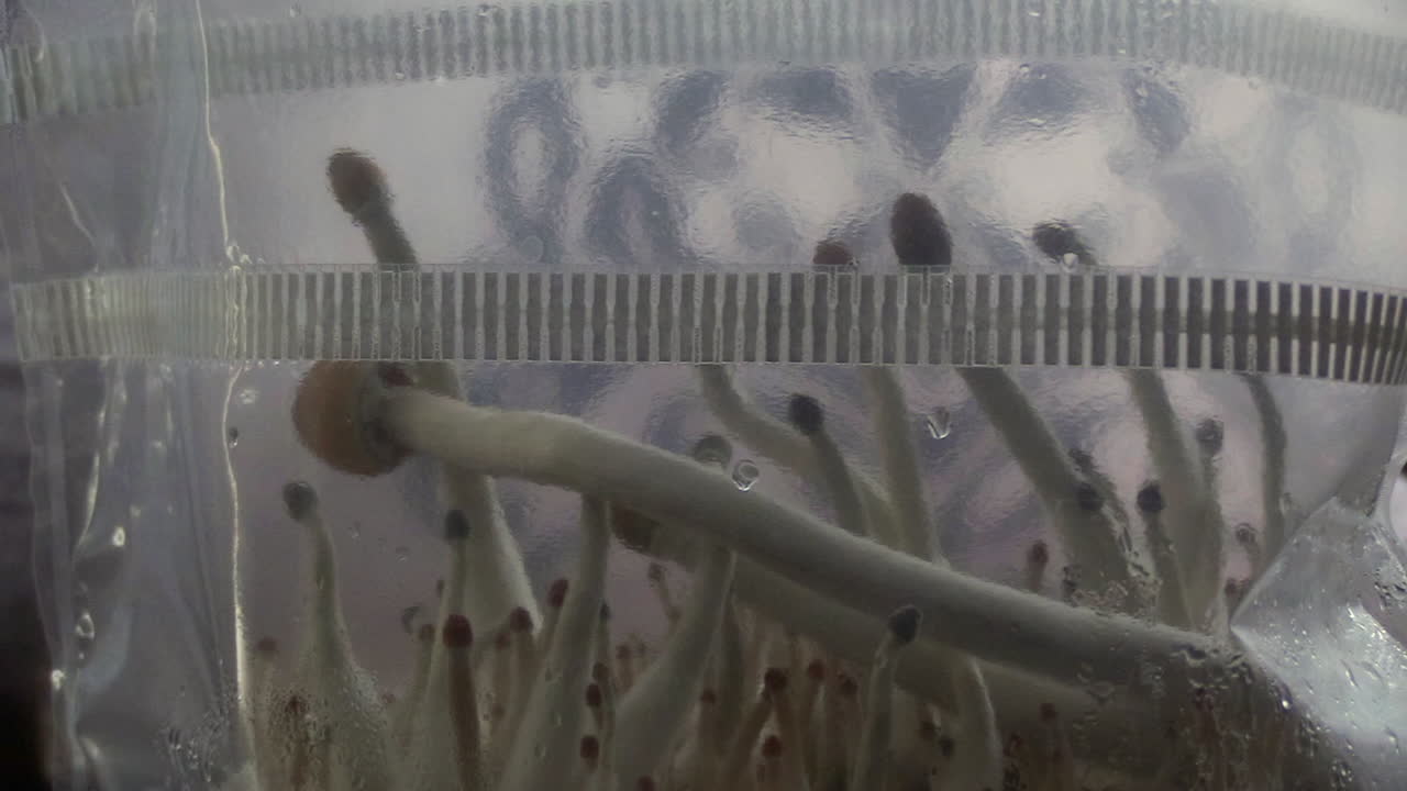 마법의 버섯 재배 키트, 축소