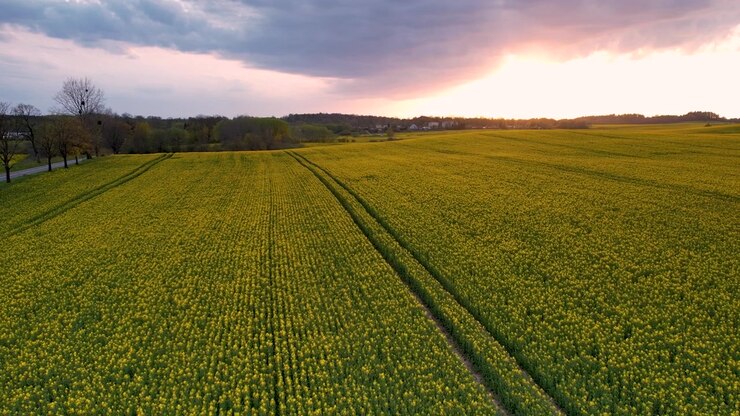 Golden rapeseed fields glow under mesmerizing sunset sky, aerial view
