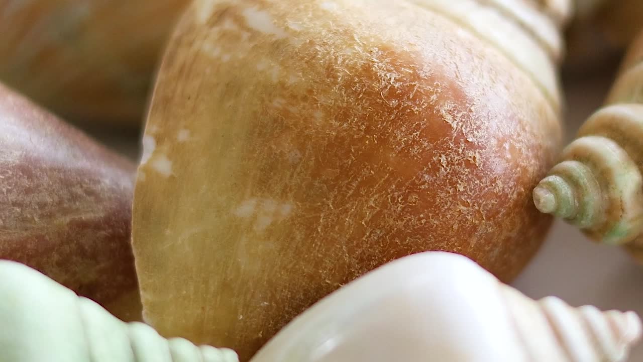 Detailed view of vibrant conch shells showcasing their unique textures and spiral patterns.