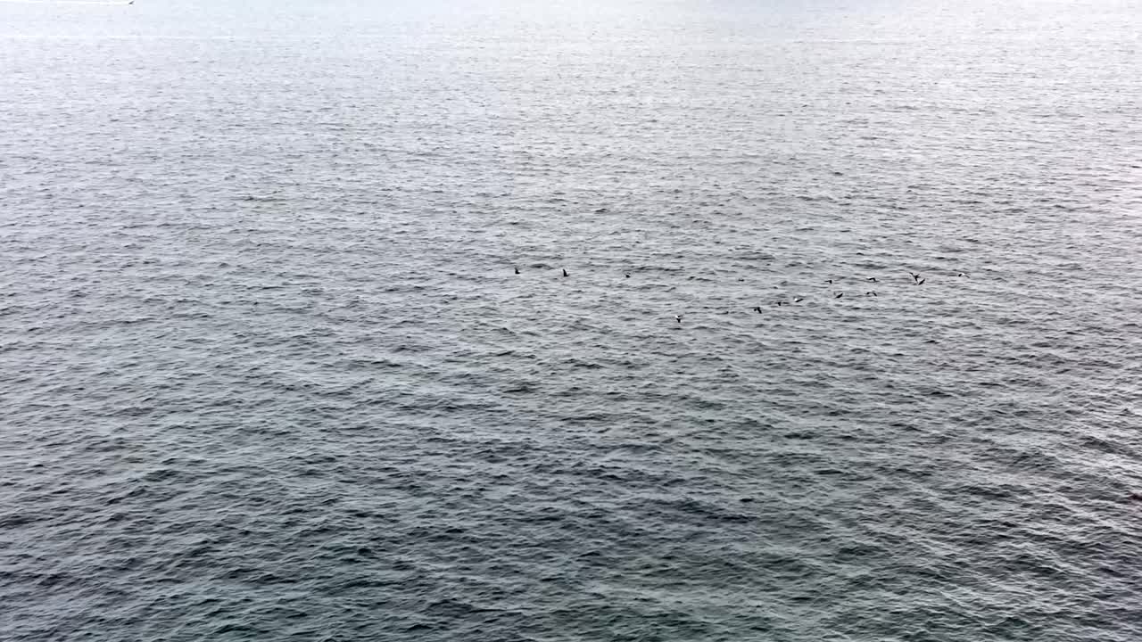 Flock of seagulls flying in formation across cast Pacific ocean seascape