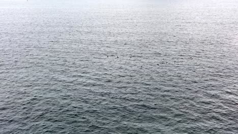 flock of seagulls flying in formation across cast pacific ocean seascape