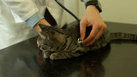 vet examining little kitten in his office