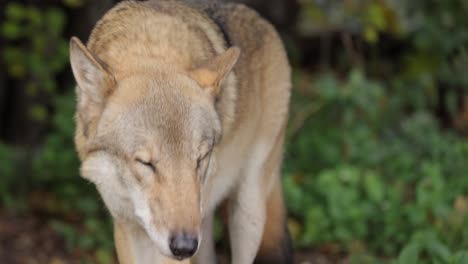 El-Lobo-(Canis-Lupus),-También-Conocido-Como-Lobo-Gris,-Es-El-Miembro-Más-Grande-De-La-Familia-Canidae.-Los-Lobos-Son-El-Miembro-Salvaje-Más-Grande-De-La-Familia-De-Los-Perros.