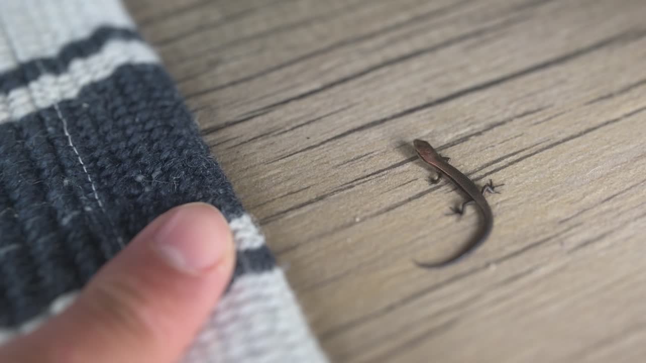 el pequeño lagarto gecko se queda quieto el tiempo suficiente para darle un pequeño beso en el dedo antes de escabullirse